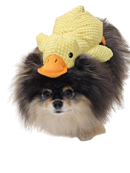 Squeaky Duck Dog Toy, Crinkle Plush Chew Toy for Puppies and Small Dogs